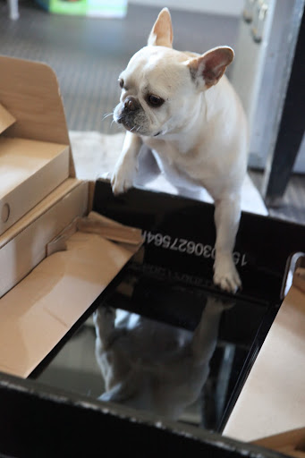 Sharkey!  No paw prints on that brand new screen!
