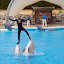 Ewa A. Slomska, Moja Szwajcaria - Delfinarium Conny