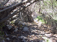 IMG_5264.JPG