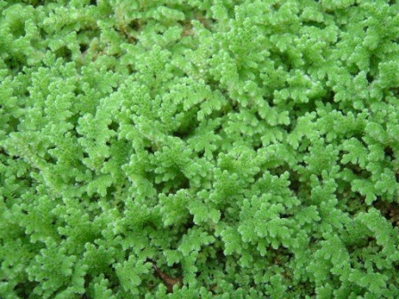 [Azolla_filiculoides_MUN%255B4%255D.jpg]