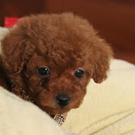 dog618-3.jpg