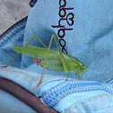Grasshopper