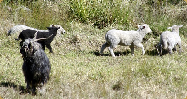 Next door's sheep and the tattiest looking goat ever - Blackberry Next door's sheep and the tattiest looking goat ever - Blackberry