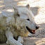 Lobo de Alaska en el Zoo de Madrid Lobo de Alaska en el Zoo de Madrid