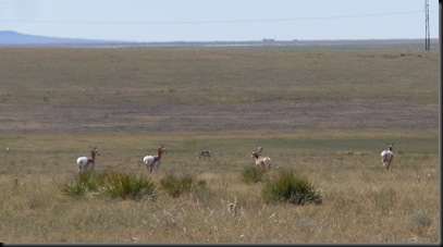 antelope along Hwy 56 between Springer and Clayton