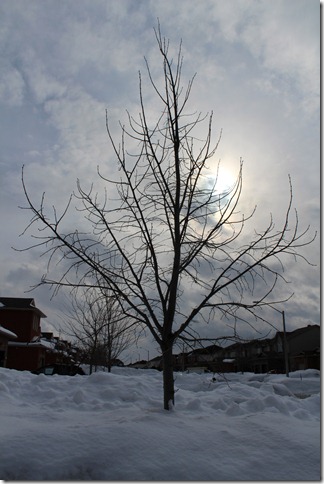tree tree