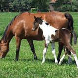 veulenszomer2011 018.jpg