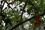 Sauco berries, botanical garden, Cajamarca, Peru