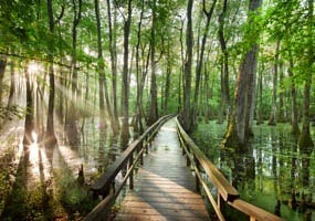 [Cypress-Swamp-with-Boardwalk-Milepost-122-285x200%2520marc%2520muench%255B3%255D.jpg]