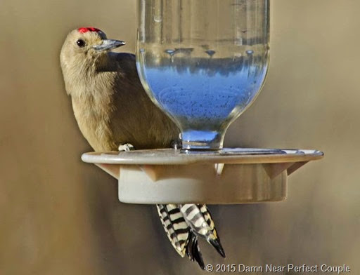 Gila Woodpecker