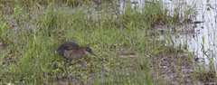 anahuac rail anahuac rail