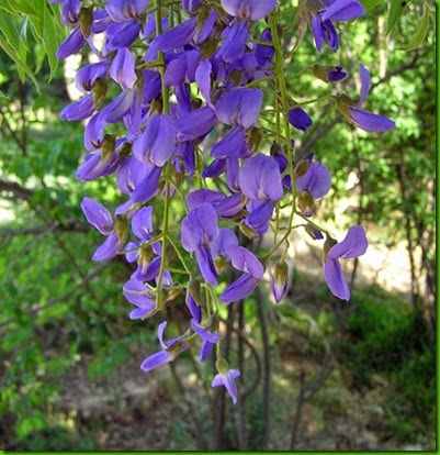 Bolusanthus speciosus s