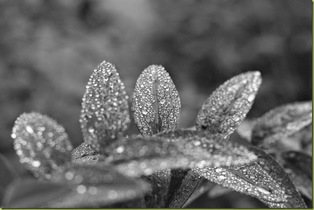 plants after the rain