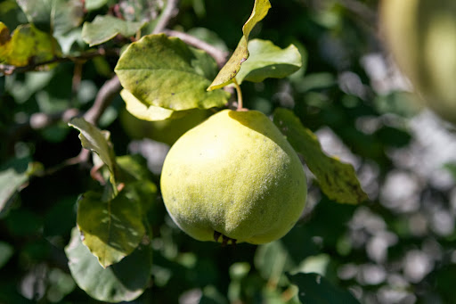 Martha grows quince because she loves making quince jelly and when she does, the entire house fills up with its fabulous aroma. Martha grows quince because she loves making quince jelly and when she does, the entire house fills up with its fabulous aroma.