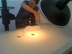 Back at the Everyday Food office, the unroasted Panamanian beans get behind the camera at our shoot. Look for their on-page debut in the May issue! Back at the Everyday Food office, the unroasted Panamanian beans get behind the camera at our shoot. Look for their on-page debut in the May issue!