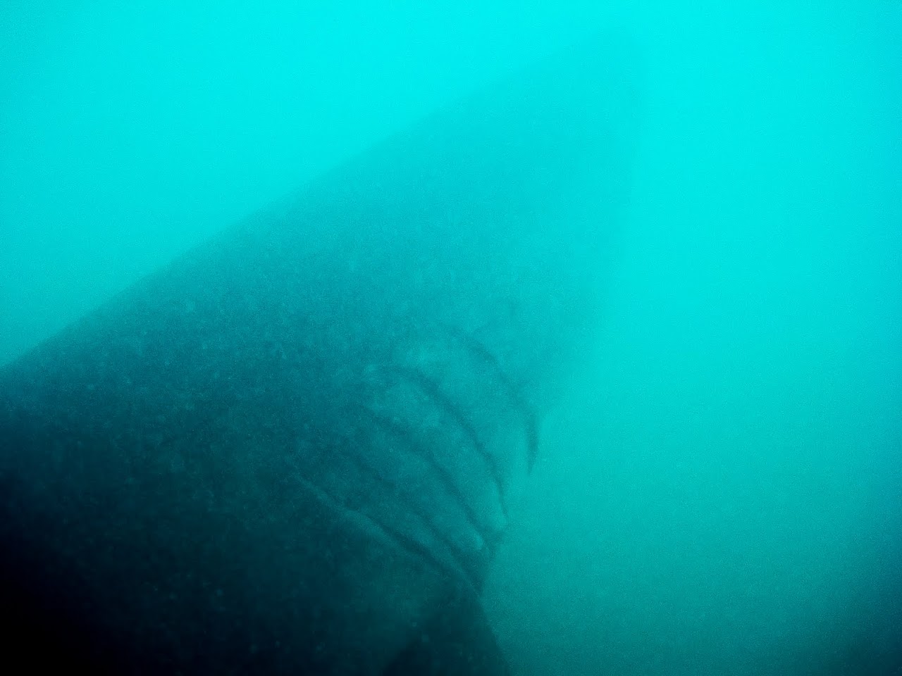 Shark from shark diving cage
