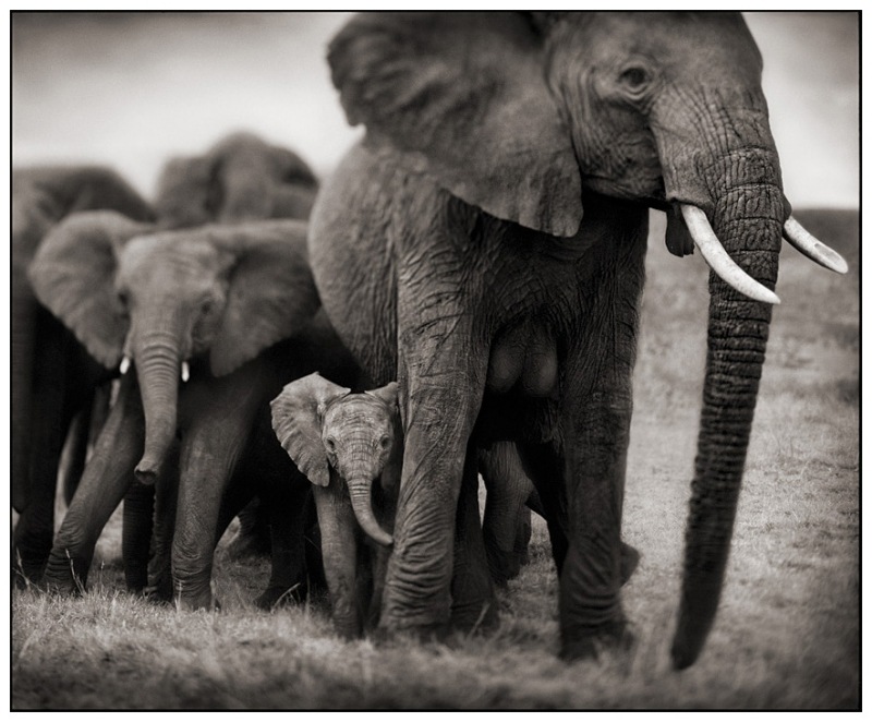 [17-Elephant-Mother--Two-Babies2.jpg]