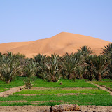 Morocco - Desert%252520Agriculture.JPG