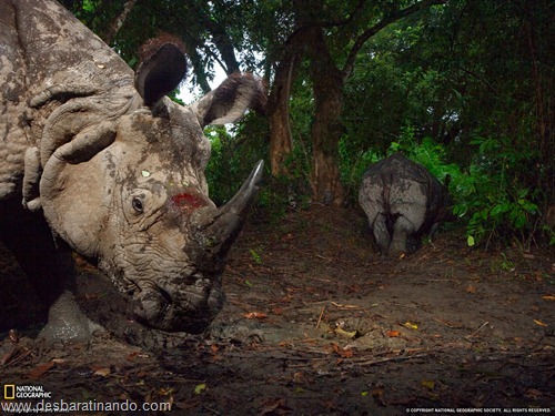 wallpapers national geographic desbaratinando  (58)