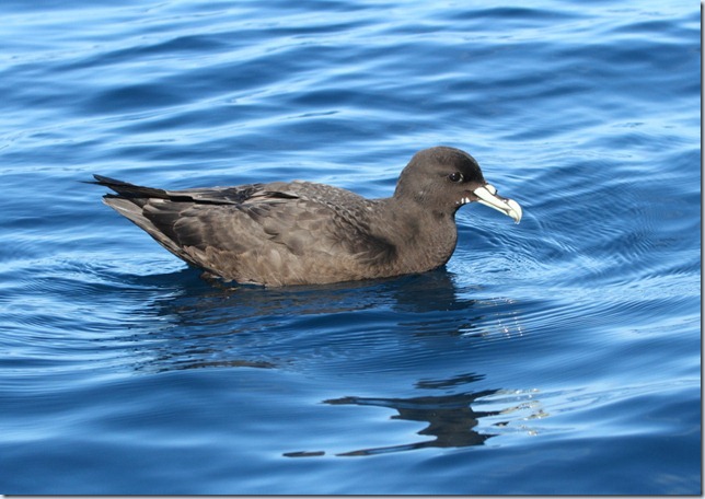 white-chinned_petrel2 white-chinned_petrel2
