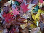 May 13 - Leaf litter