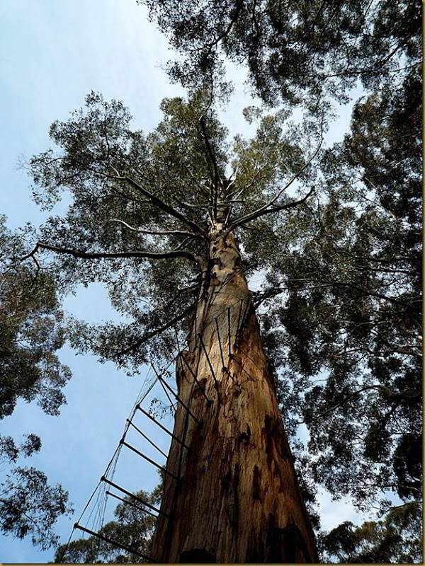 One of the fire trees in Western Australia. Climb it - if you dare