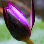lotus in temple.jpg lotus in temple.jpg