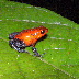 Costa Rica '09