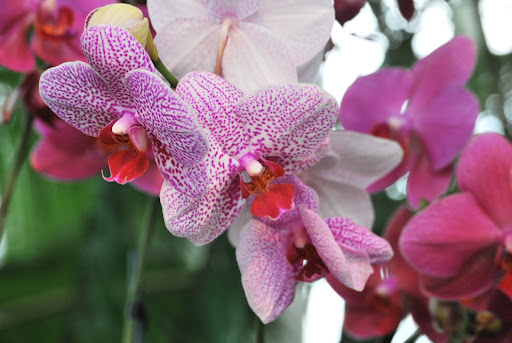 Love the details of these orchids.