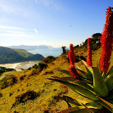 Aloe on the wild coast, South Africa.