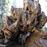 Tunel no tronco caído - Giant Forest -  Sequoia e Kings Canyon NP, California. EUA