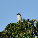 Fiscal Shrike