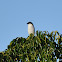 Fiscal Shrike