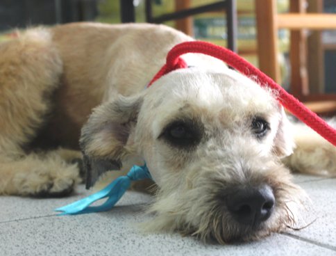 Caramelo adopcion.jpg