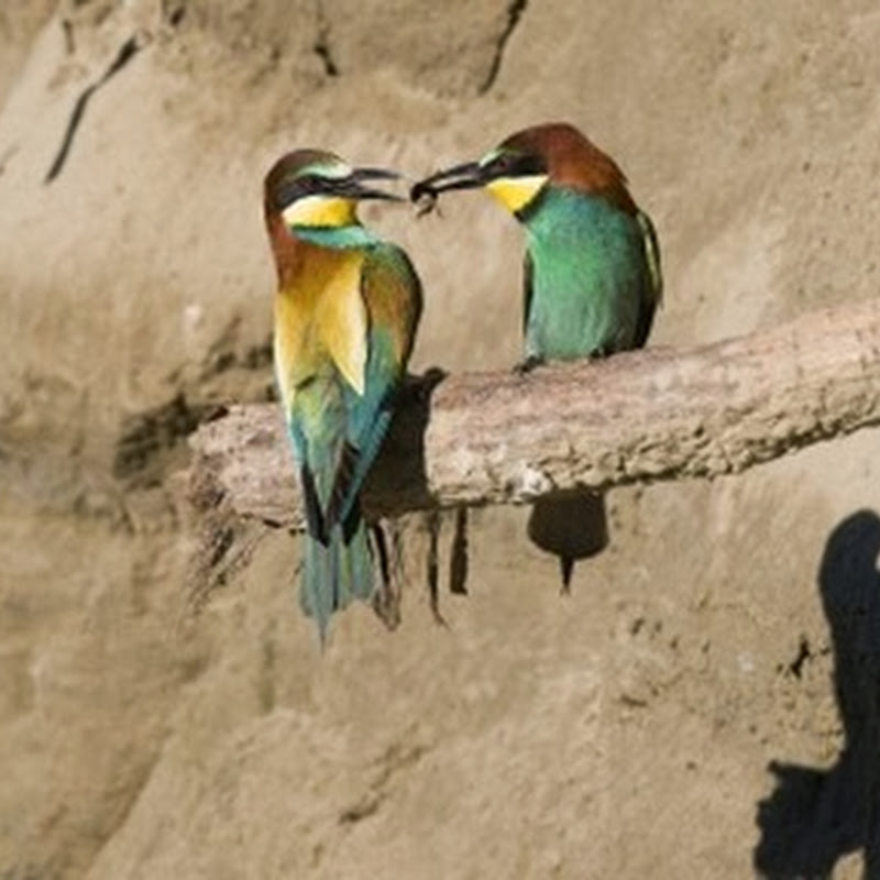 Uccelli da proteggere: il Gruccione mostra uno stato di conservazione sfavorevole anche a livello continentale.