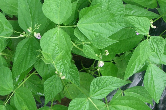 [Garden2%255B3%255D.jpg]