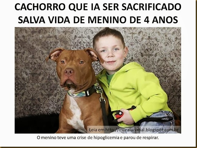 CACHORRO QUE IA SER SACRIFICADO SALVA VIDA DE