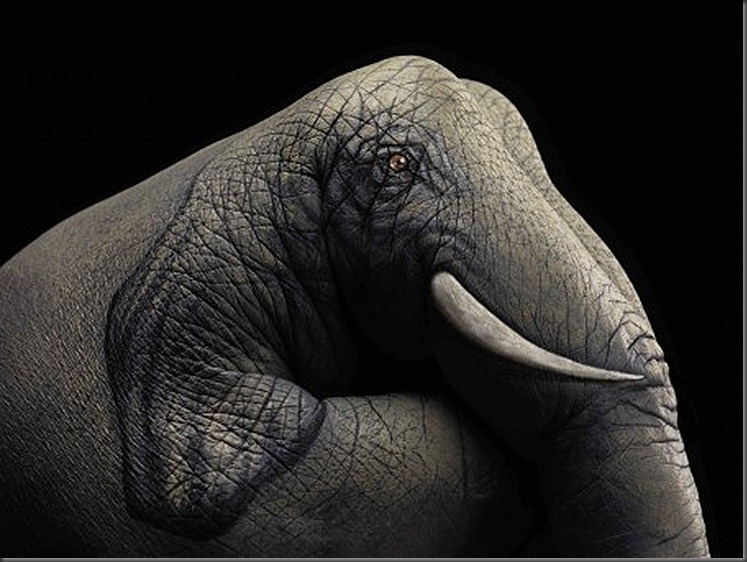 Elephant-on-black1-453x340