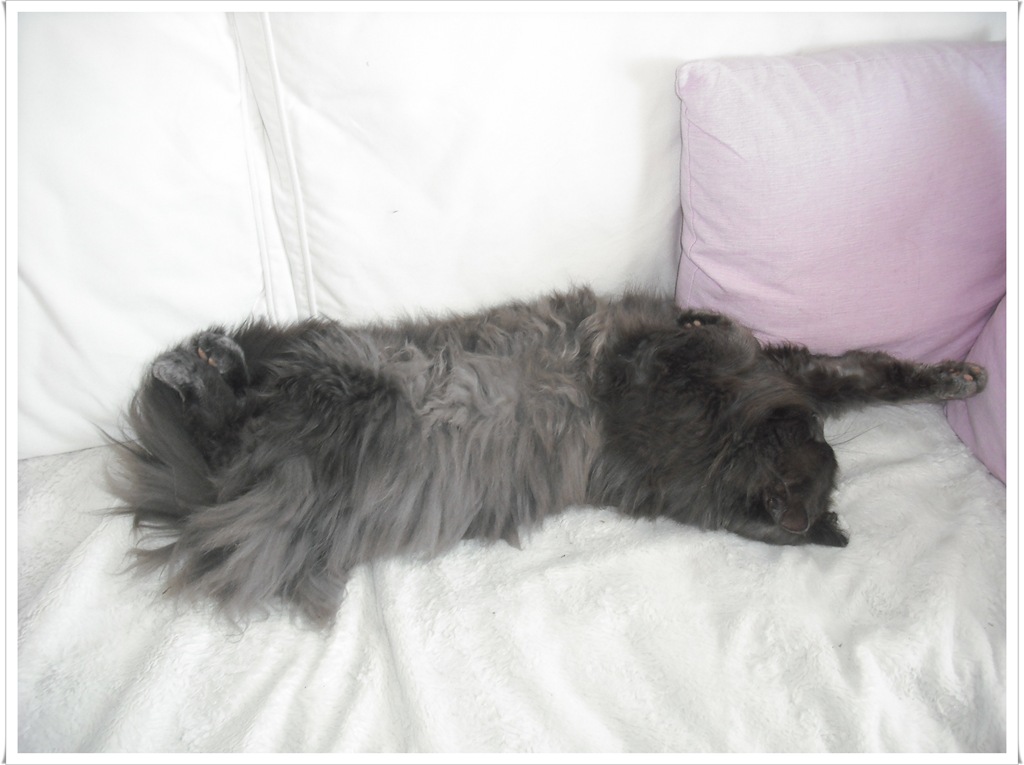 [Lat%2520katt%255B4%255D.jpg]