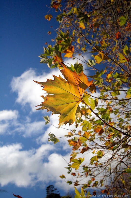 Autumnal leaves