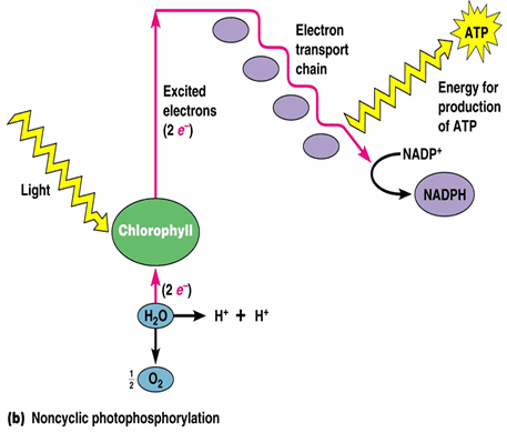 Non cyclic photophosphorylation Non cyclic photophosphorylation