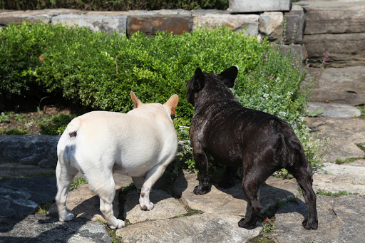 Francesca, do you see what I see?  Wilmer and Ryan have been working hard trimming the terrace garden, but it looks like they forgot to cut this patch of teucrium!