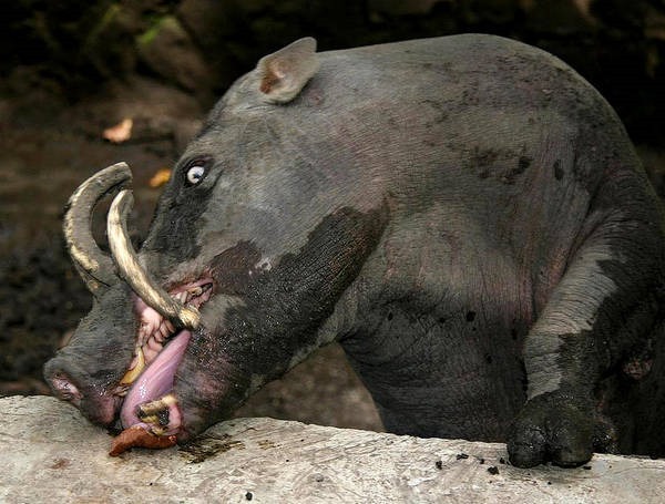 1- Babirusa 1- Babirusa