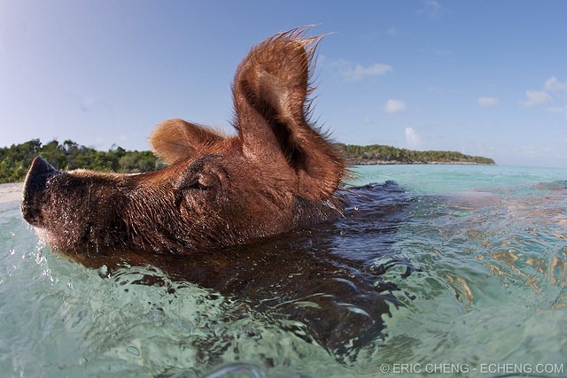 6 -  pequeñas curiosidades  - Página 2 Pigs-of-bahamas-6%25255B5%25255D