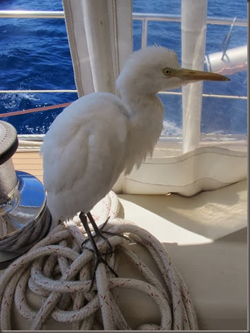 tropical bird hitching a ride on our sailboat from ternate 2