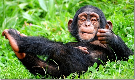 chimpanzees_in_the_wild-1680x1050