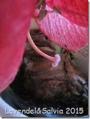 IMG_1315 IMG_1315