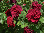P1090041.JPG