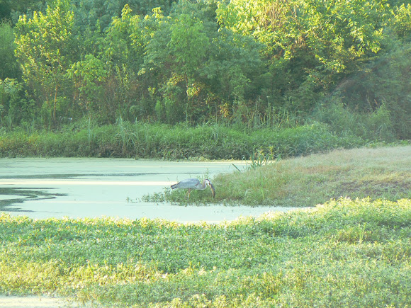 Spotting Image 1
