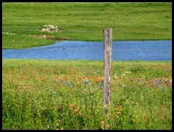 Flowers and fence post